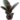 Ficus Abidjan