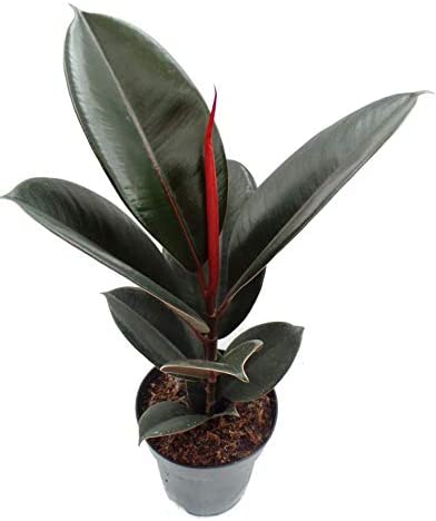 Ficus Abidjan