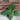 Ficus Everest