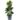 Ficus Robusta