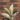 Ficus Tineke
