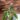 IMG-20210826-WA0100