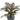 Philodendron-Imperial-Red-Busch-im-27cm-Topf-Hoehe-55cm-Breite-60cm-4PHIRBU26