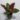 Philodendron Red Cardinal
