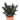 فیکوس مشکی