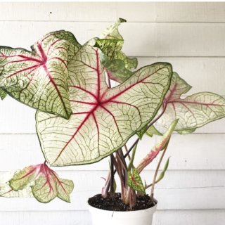 4000 کالادیوم Caladium