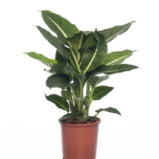 1600 دیفن باخیا Dieffenbachia