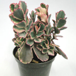 5100 کالانکوا Kalanchoe