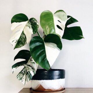 5300 مانسترا Monstera