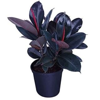 3500 فیکوس Ficus