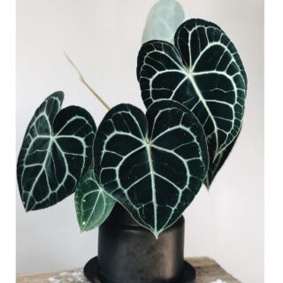 3900 آنتوریوم Anthurium