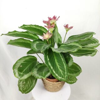 2500 کالاتئا Calathea
