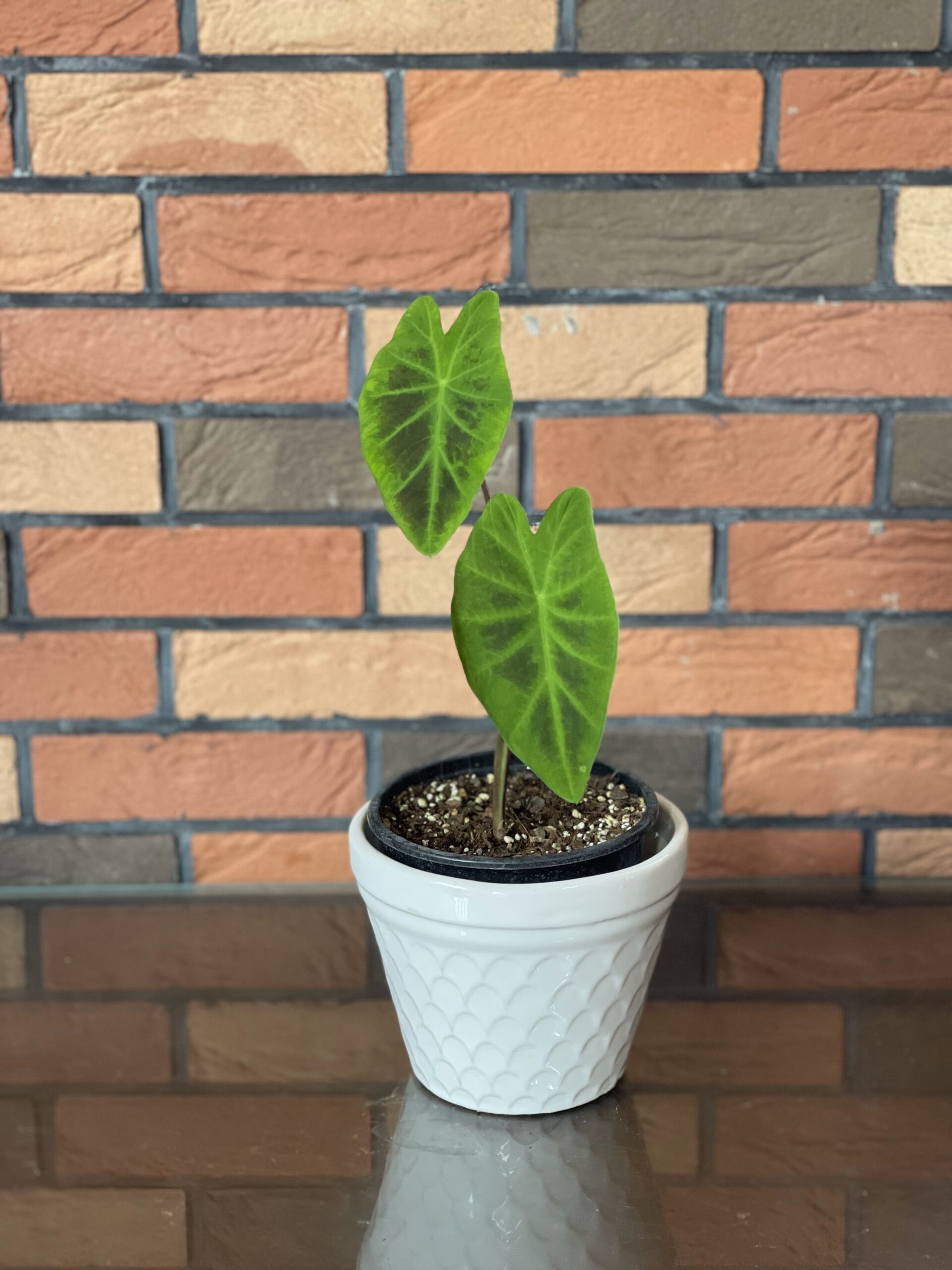 Colocasia Black Beauty