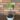 Colocasia Black Magic