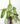 Philodendron parasio verde