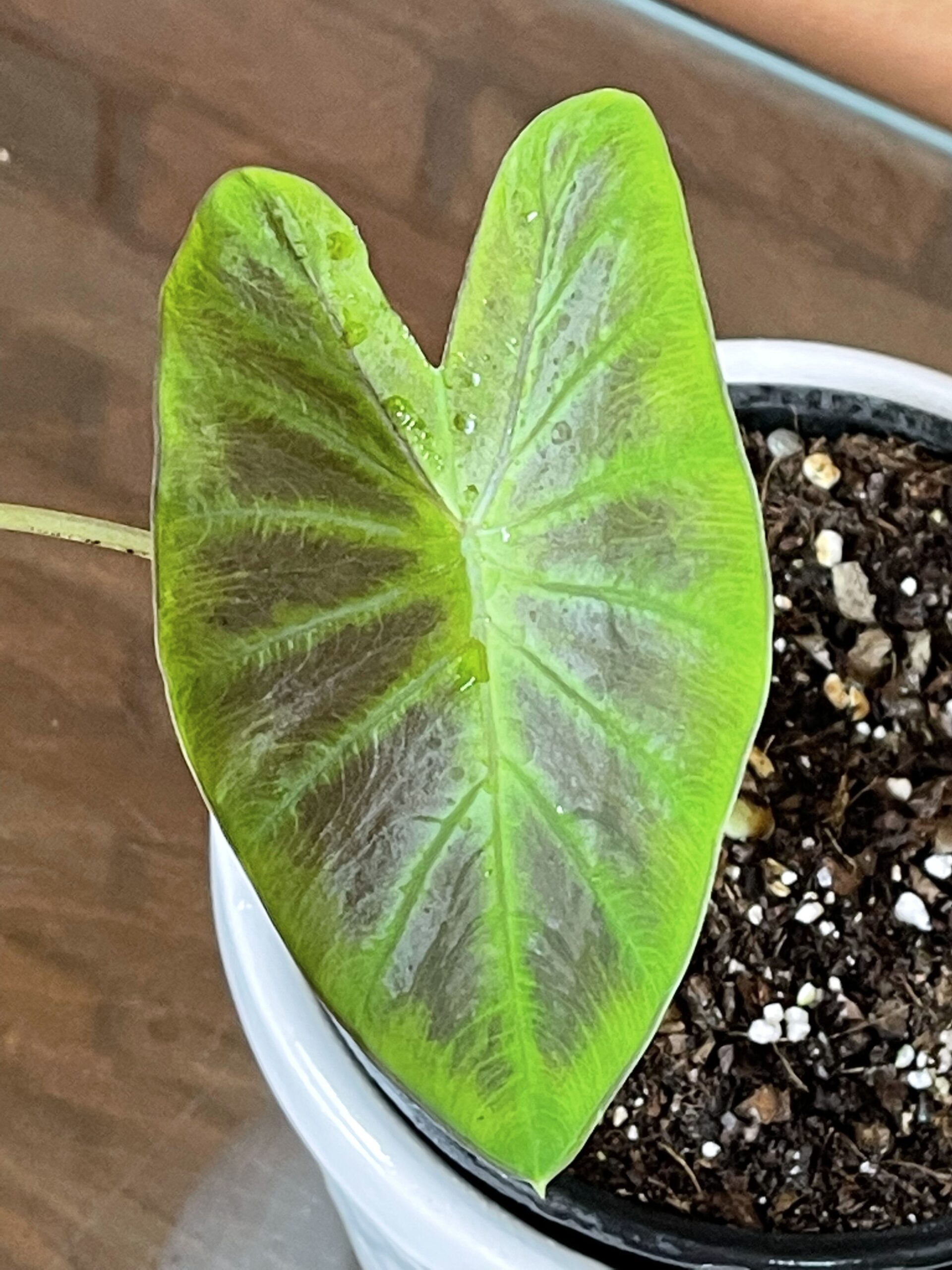 کالوکازیا بلک بیوتی