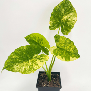 1200 آلوکازیا Alocasia